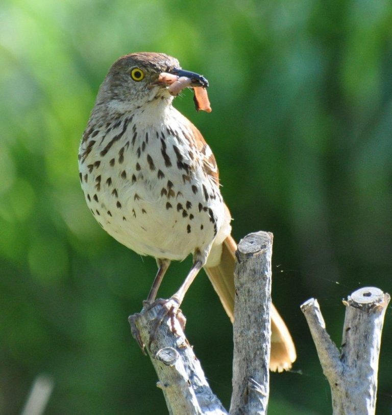 Bird in garden